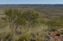 Acacia orthocarpa
