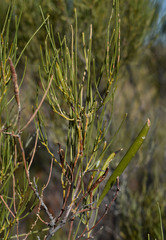 Acacia orthocarpa
