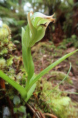 Pterostylis silvicultrix