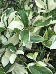 Heptapleurum ellipticum