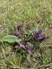 Ajuga australis