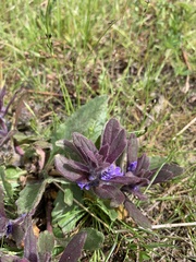 Ajuga australis
