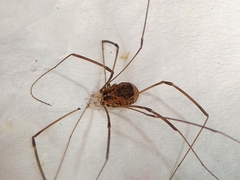 Leiobunum blackwalli