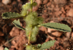 Triumfetta plumigera