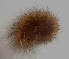 Lepidoptera