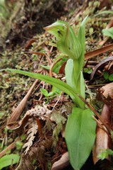 Pterostylis silvicultrix