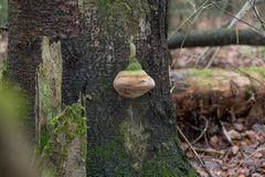 Fomitiporia hartigii