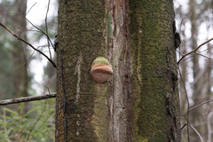 Fomitiporia hartigii