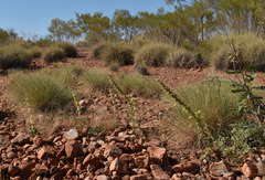 Triumfetta plumigera