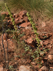 Triumfetta plumigera