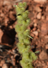 Triumfetta plumigera