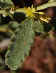 Triumfetta plumigera