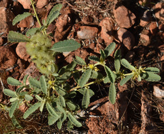 Triumfetta plumigera