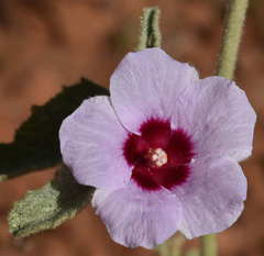Hibiscus sturtii