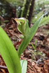 Pterostylis silvicultrix