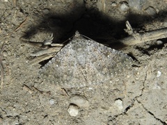 Ophiusini