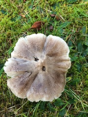 Tricholoma sciodes