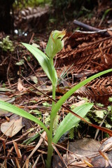 Pterostylis silvicultrix