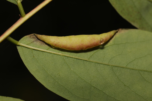 locust gall midge, photo 9 of 9