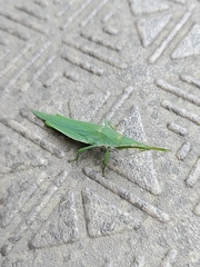 Atractomorpha lata
