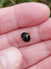 Harmonia axyridis