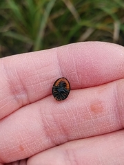 Harmonia axyridis