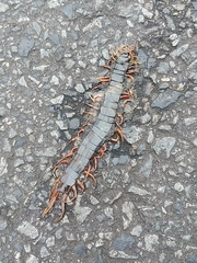 Scolopendra japonica