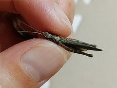 Chorthippus maritimus maritimus