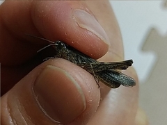 Chorthippus maritimus maritimus