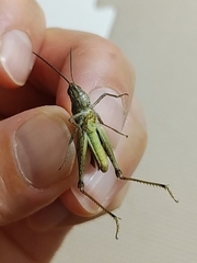 Chorthippus maritimus maritimus