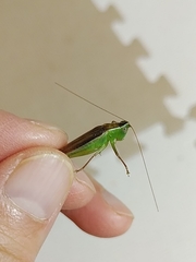 Conocephalus maculatus