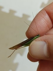 Conocephalus maculatus