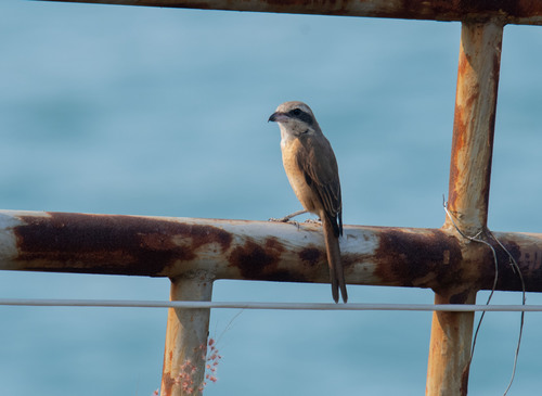 Brown Shrike