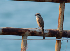Brown Shrike photo 6