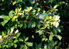 Ptilinopus leclancheri