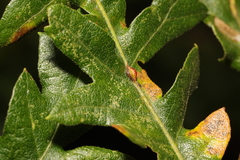 Pseudoneuroterus saliens