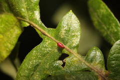 Pseudoneuroterus saliens