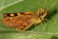Metisella metis
