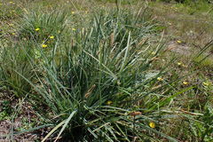 Carex clavata