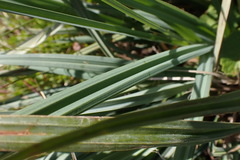 Carex clavata