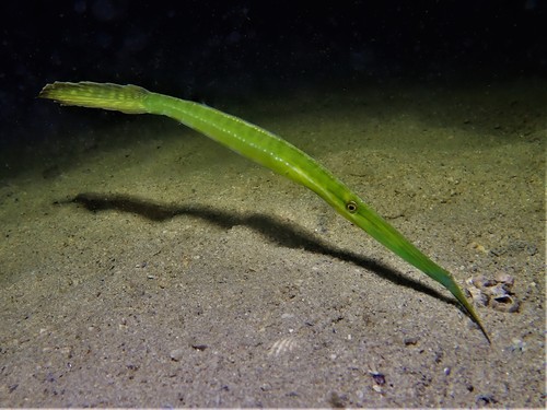 Barbelled leatherjacket (Anacanthus barbatus) — Monacanthidae