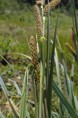 Carex clavata