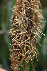 Carex clavata