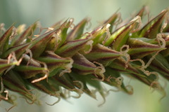 Carex clavata