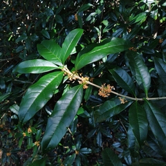 Osmanthus fragrans aurantiacus