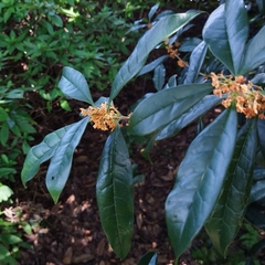 Osmanthus fragrans aurantiacus