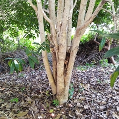 Osmanthus fragrans aurantiacus