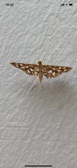 Nausinoe