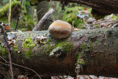 Fomitiporia hartigii