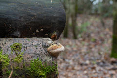 Fomitiporia hartigii